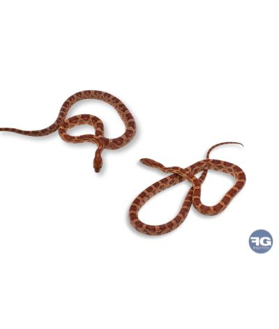 Pantherophis guttatus classique 25-40cm