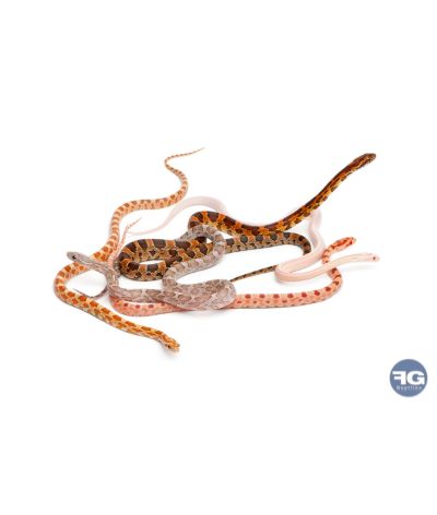 Pantherophis guttatus mix mutations 25-40cm