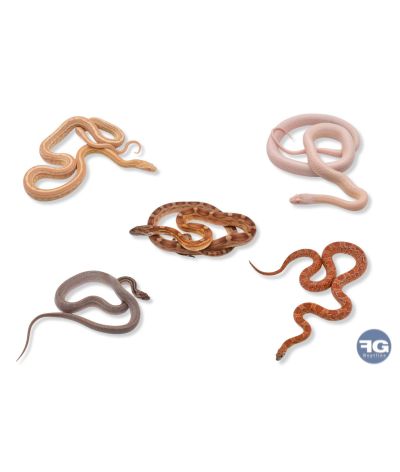 Pantherophis guttatus mix mutations premium 25-40cm