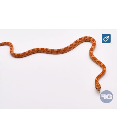 Pantherophis guttatus Ultramel Buf Mâle 2024