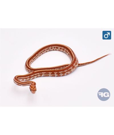 Pantherophis guttatus Tessera Ultramel Mâle 2024