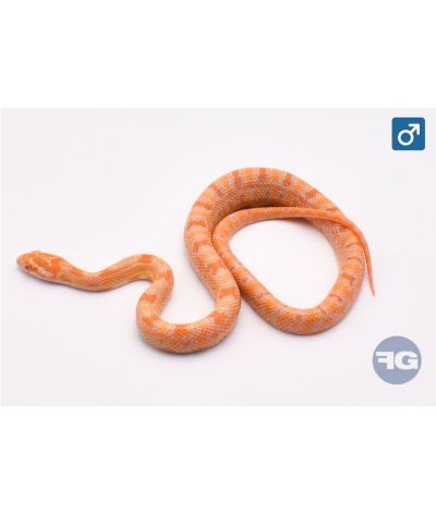 Pantherophis guttatus Amel Tiger Mâle 1