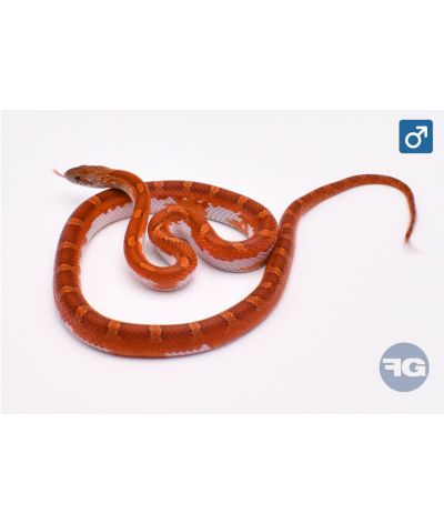 Pantherophis guttatus Extreme Blood Piedside Mâle 2024