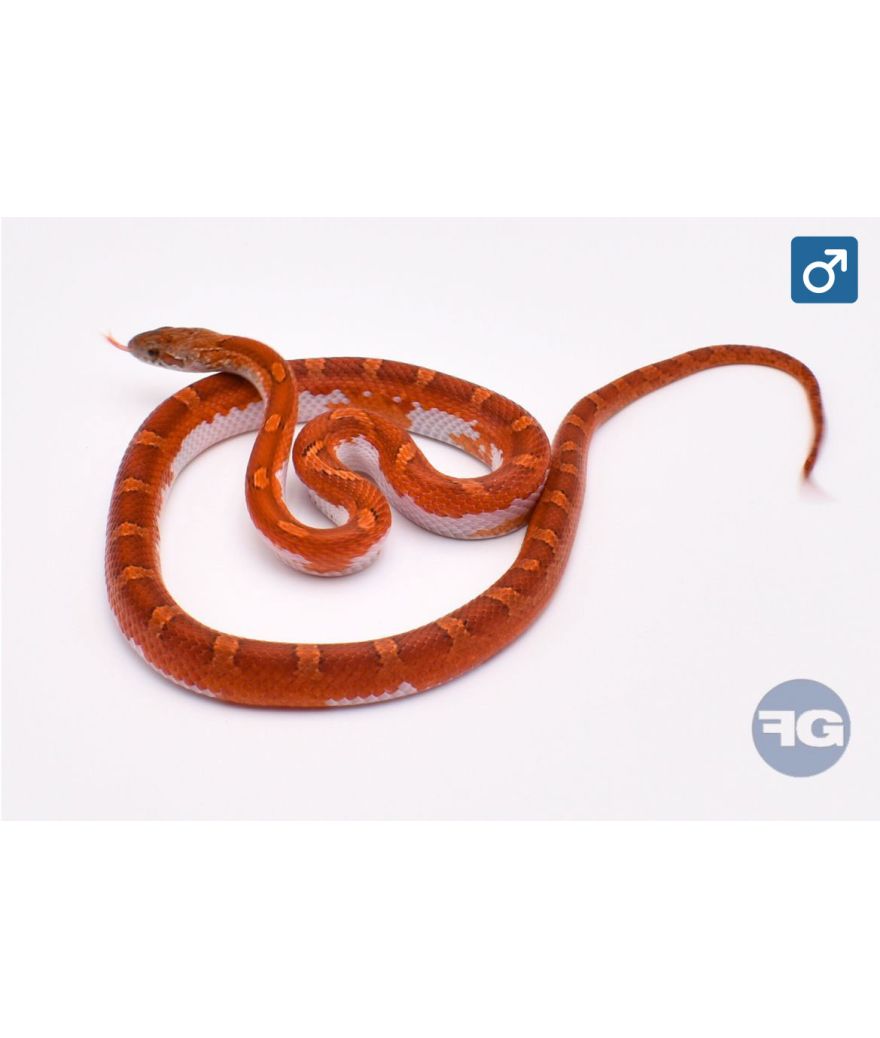 Pantherophis guttatus Extreme Blood Piedside Mâle 2024