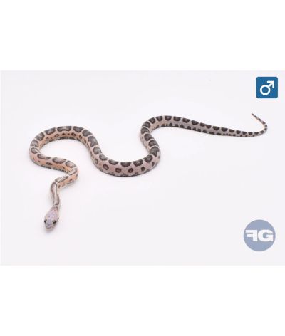 Pantherophis guttatus Anery Scaleless Head / Scaleless Mâle 1