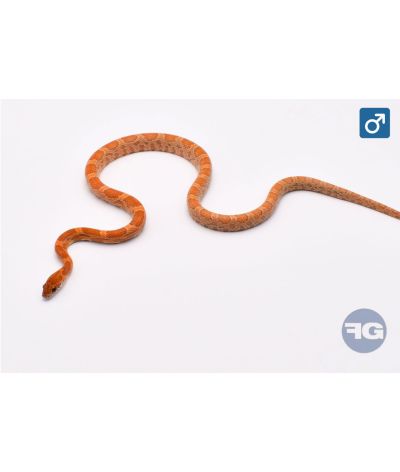 Pantherophis guttatus Sunkissed Kastanie Mâle