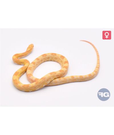 Pantherophis guttatus Citrus Femelle