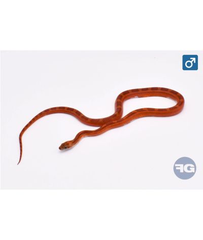 Pantherophis guttatus Blood Motley Piedside Mâle