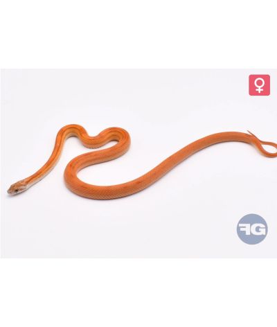 Pantherophis guttatus Ultramel Stripe Femelle