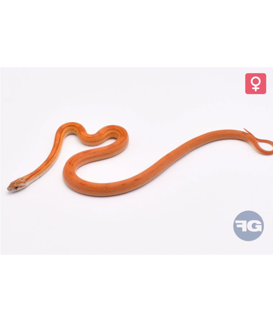 Pantherophis guttatus Ultramel Stripe Femelle