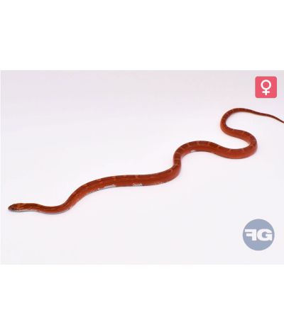 Pantherophis guttatus Bloodred Piesided Femelle