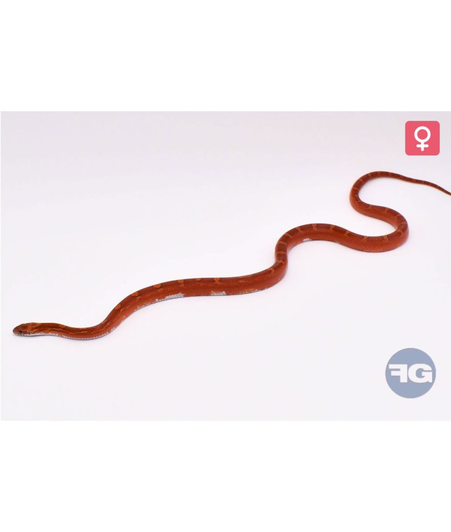 Pantherophis guttatus Bloodred Piesided Femelle