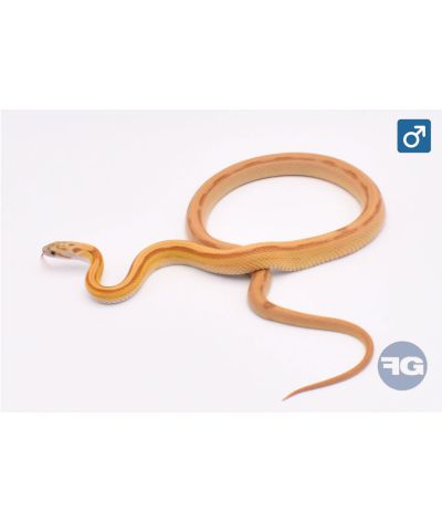 Pantherophis guttatus Golddust Stripe Mâle