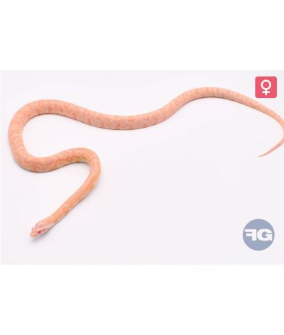 Pantherophis guttatus Salmon Snow Femelle