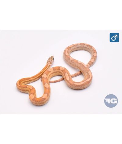 Pantherophis guttatus Ultramel Anery Motley Mâle