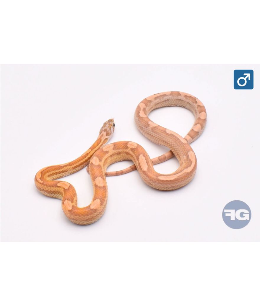 Pantherophis guttatus Ultramel Anery Motley Mâle