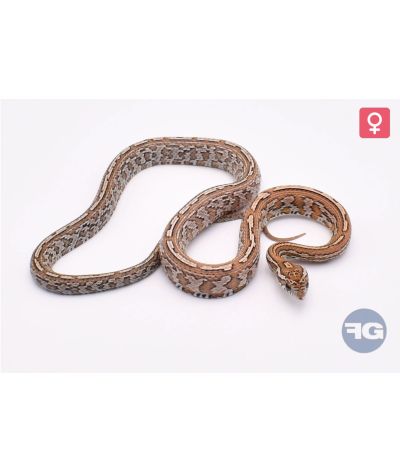 Pantherophis guttatus Tessera Kastanie Femelle