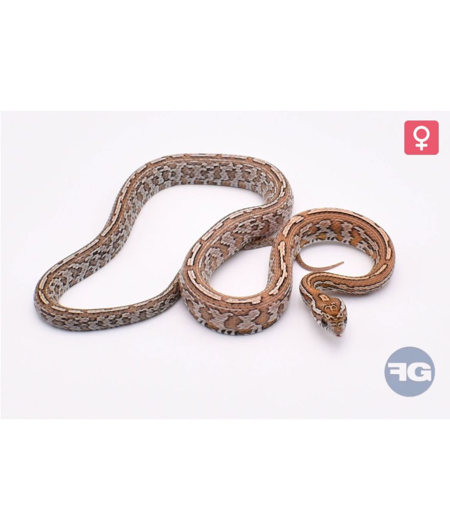 Pantherophis guttatus Tessera Kastanie Femelle