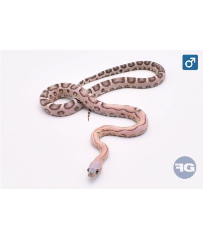 Pantherophis guttatus Anery Scaleless Head / Scaleless Mâle 2