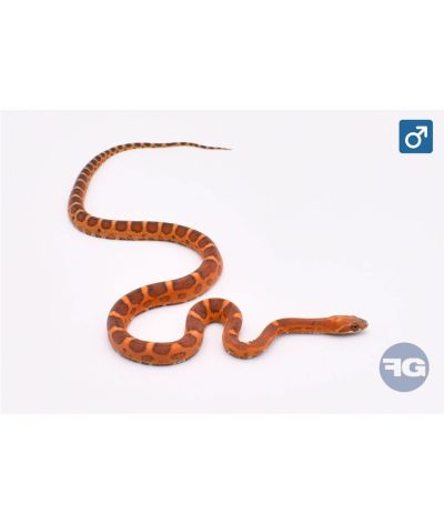 Pantherophis guttatus Scaleless Head / Scaleless Mâle
