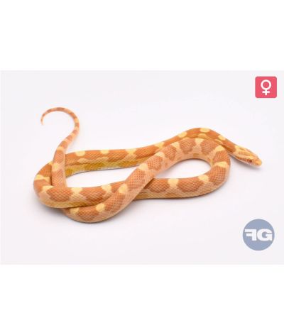 Pantherophis guttatus Butter Motley Femelle