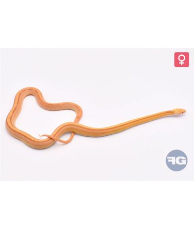Pantherophis guttatus Butter Stripe Femelle