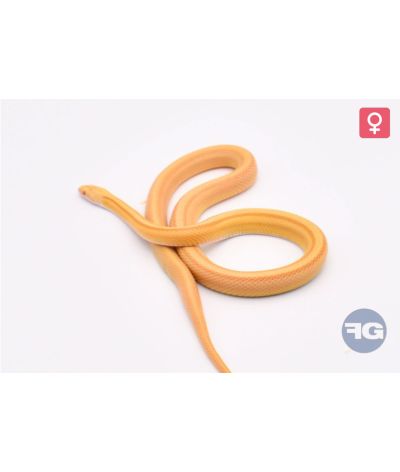 Pantherophis guttatus Tessera Butter Stripe Femelle