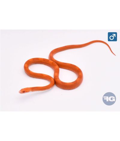 Pantherophis guttatus Sunkissed Fire Motley Mâle