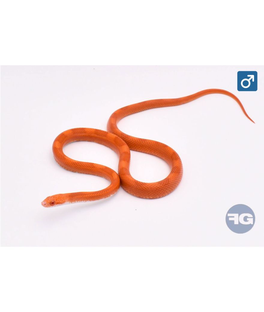 Pantherophis guttatus Sunkissed Fire Motley Mâle