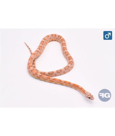 Pantherophis guttatus Coral Ghost JMG Mâle