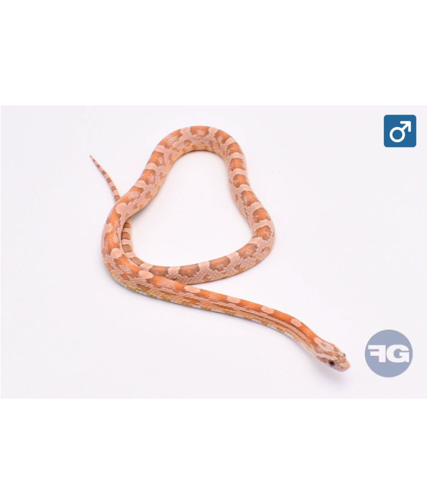 Pantherophis guttatus Coral Ghost JMG Mâle