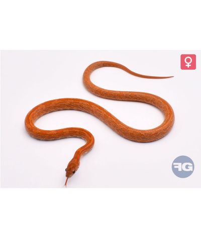 Pantherophis guttatus Tessera Kastanie Sunkissed Femelle