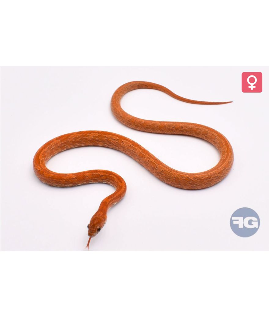 Pantherophis guttatus Tessera Kastanie Sunkissed Femelle