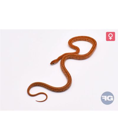 Pantherophis guttatus Tessera Kastanie het Sunkissed Femelle