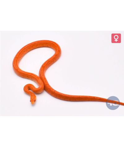 Pantherophis guttatus Tessera Fire Sunkissed Femelle