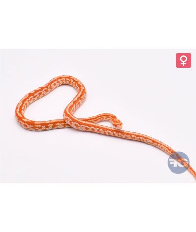Pantherophis guttatus Tessera Candy Cane Orange Femelle