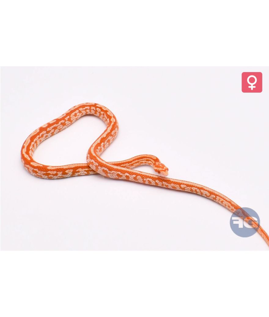 Pantherophis guttatus Tessera Candy Cane Orange Femelle