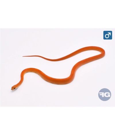 Pantherophis guttatus Sunkissed Stripe Mâle