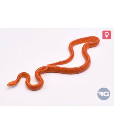 Pantherophis guttatus Tessera Fire Motley Femelle