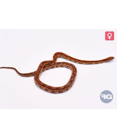 Pantherophis guttatus Aztek Femelle