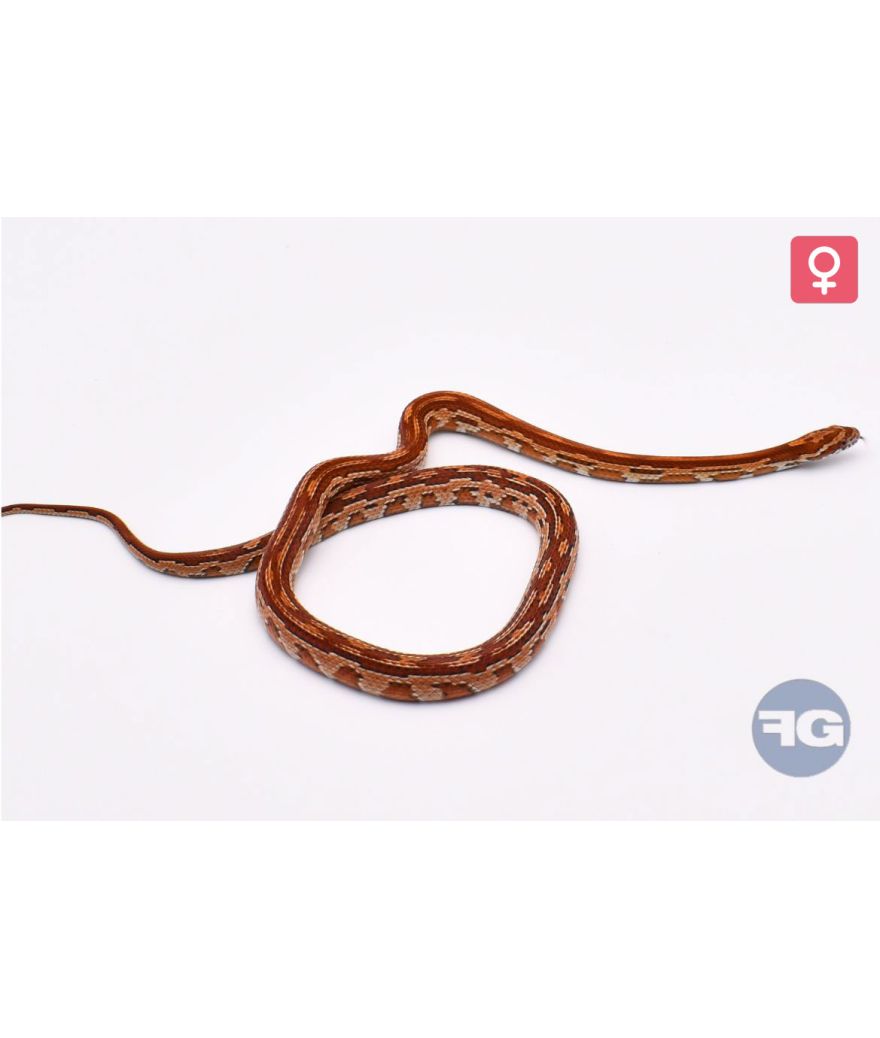 Pantherophis guttatus Aztek Femelle