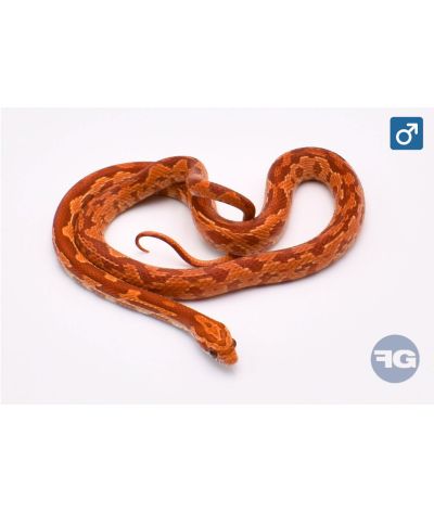 Pantherophis guttatus Hypo Aztek Mâle