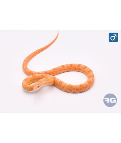 Pantherophis guttatus Amel Tiger Mâle 2