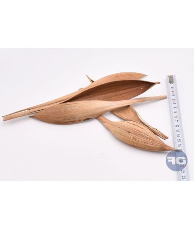 Feuille de cocotier petit 20 cm