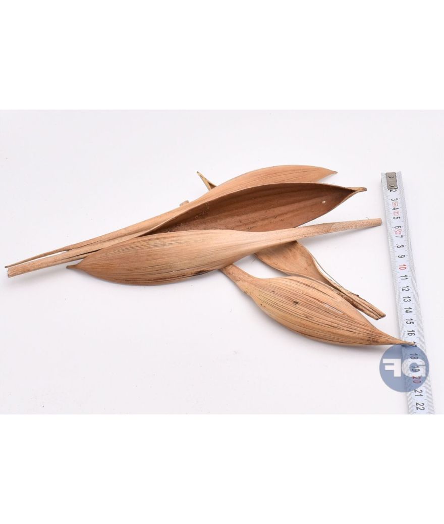 Feuille de cocotier petit 20 cm