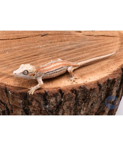 Rhacodactylus auriculatus Orange Stripe Non sexé