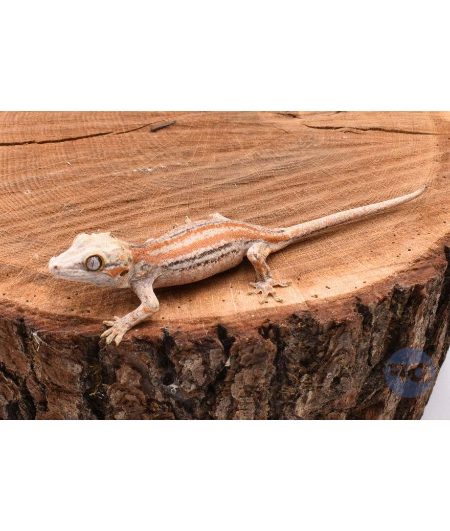 Rhacodactylus auriculatus Orange Stripe Non sexé
