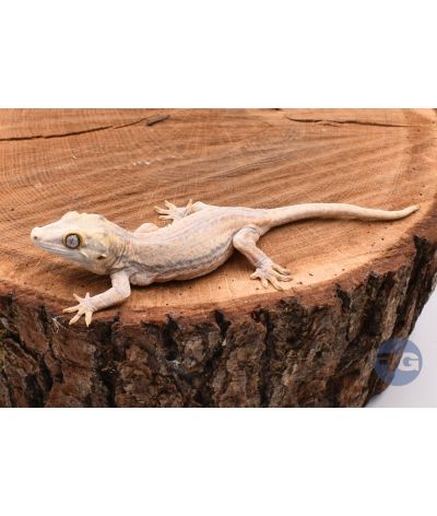 Rhacodactylus auriculatus Orange Stripe Non sexé