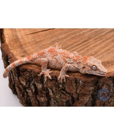 Rhacodactylus auriculatus Red Réticulé Non sexé