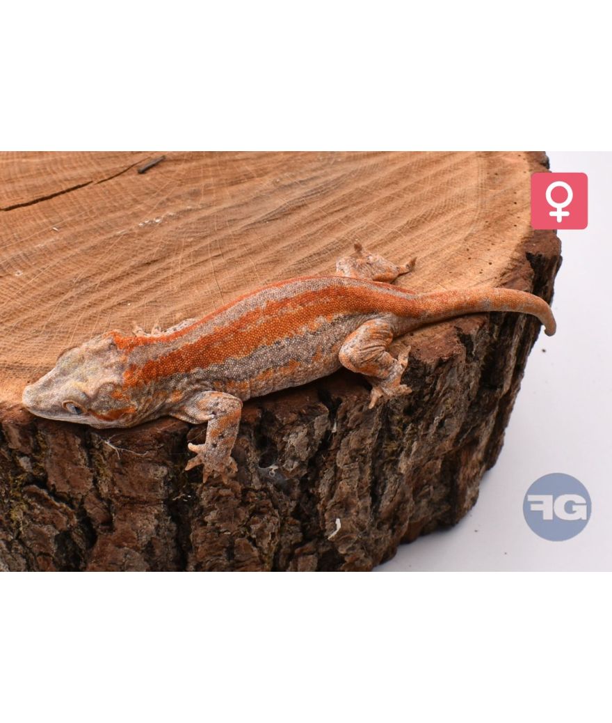 Rhacodactylus auriculatus Red Stripe Femelle